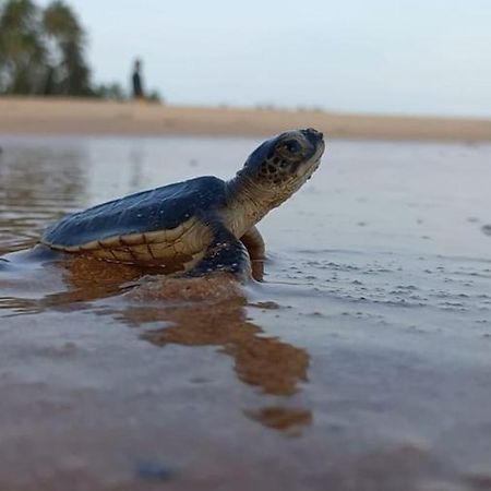 Turtle Watch Cabana Tangalle Exterior foto