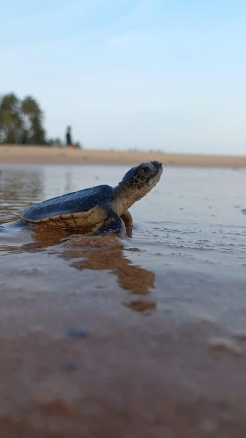 Turtle Watch Cabana Tangalle Exterior foto
