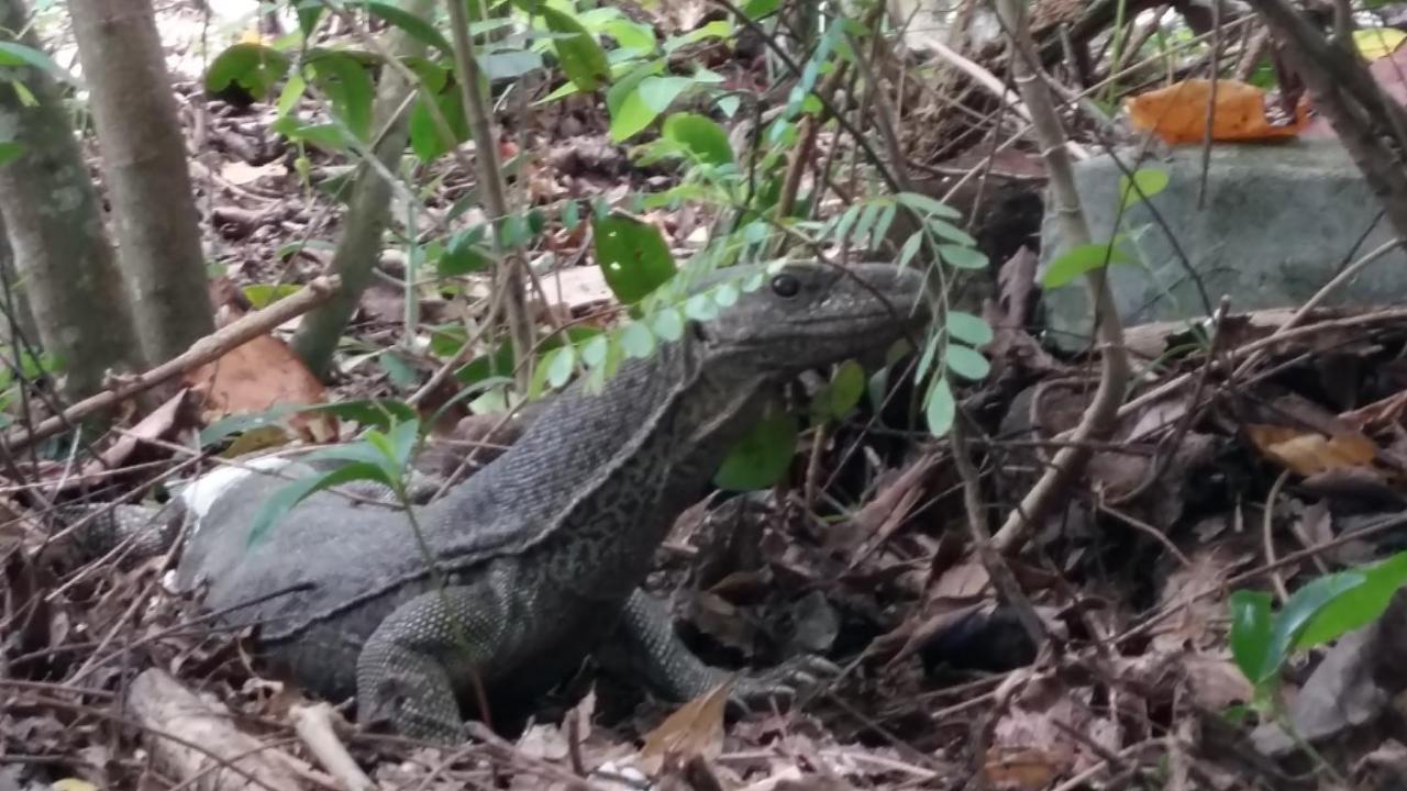 Turtle Watch Cabana Tangalle Exterior foto